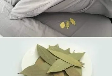 465713242 580107561249695 7882921354446589208 n.jpg 2