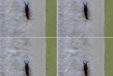 572399095 880627624537285 7594524769898666918 n