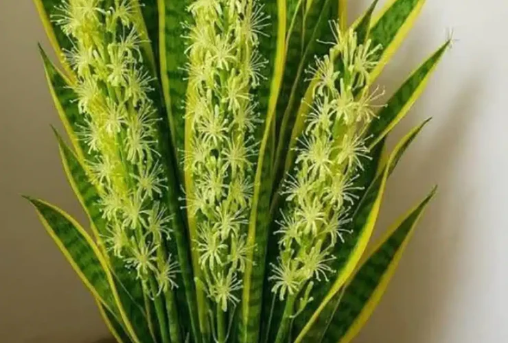 le secret meconnu de la langue de belle mere sansevieria une plante aux bienfaits surprenants.jpg
