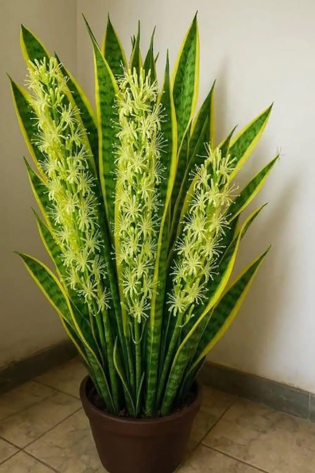 le secret meconnu de la langue de belle mere sansevieria une plante aux bienfaits surprenants.jpg