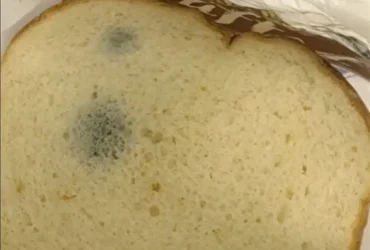 peut on manger du pain moisi.jpg