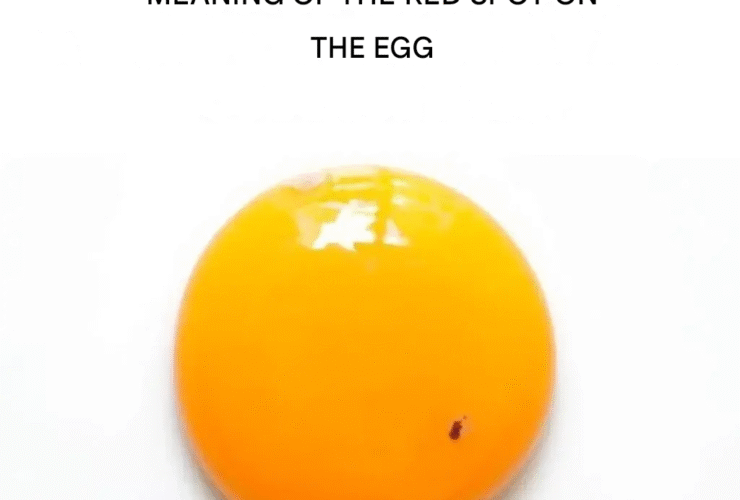 translated image 41 1