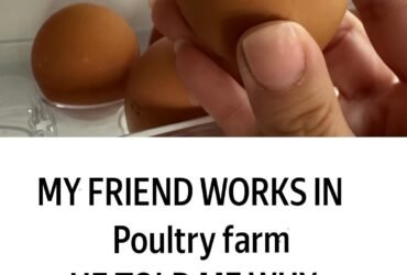 translation 20251026 155309