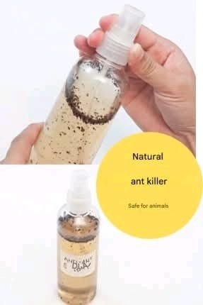 555702402 4014258392145600 2935345169903671785 n 1