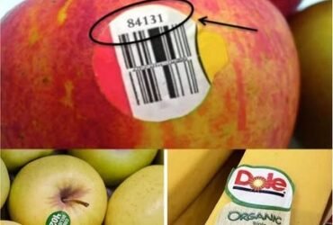 624726376 2374975579611887 7724308460445327279 n