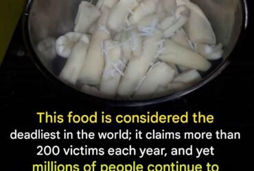 627683493 1445723417210934 8531786741151167898 n