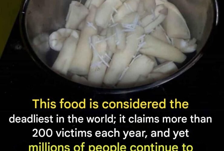 627683493 1445723417210934 8531786741151167898 n