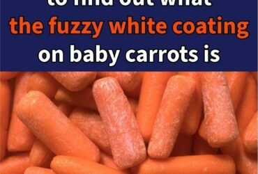 629235786 1560726851823560 8350654568860867267 n