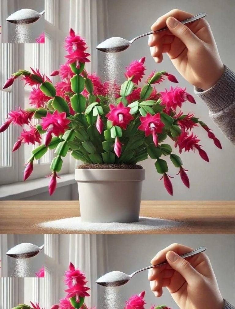 630975655 2288611311670244 8081641417612485839 n