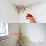 WhatsApp Image 2026 01 29 at 16.14.39 2