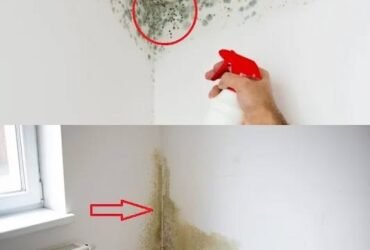 WhatsApp Image 2026 01 29 at 16.14.39 2